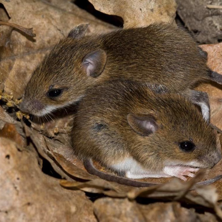 Уничтожения мышей в частном доме в Череповце?