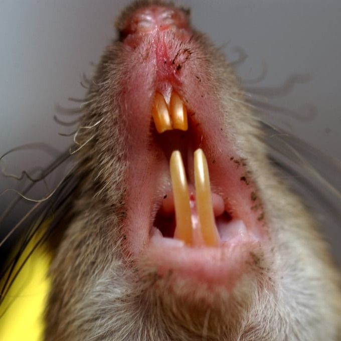 Дератизация крыс в Череповце?